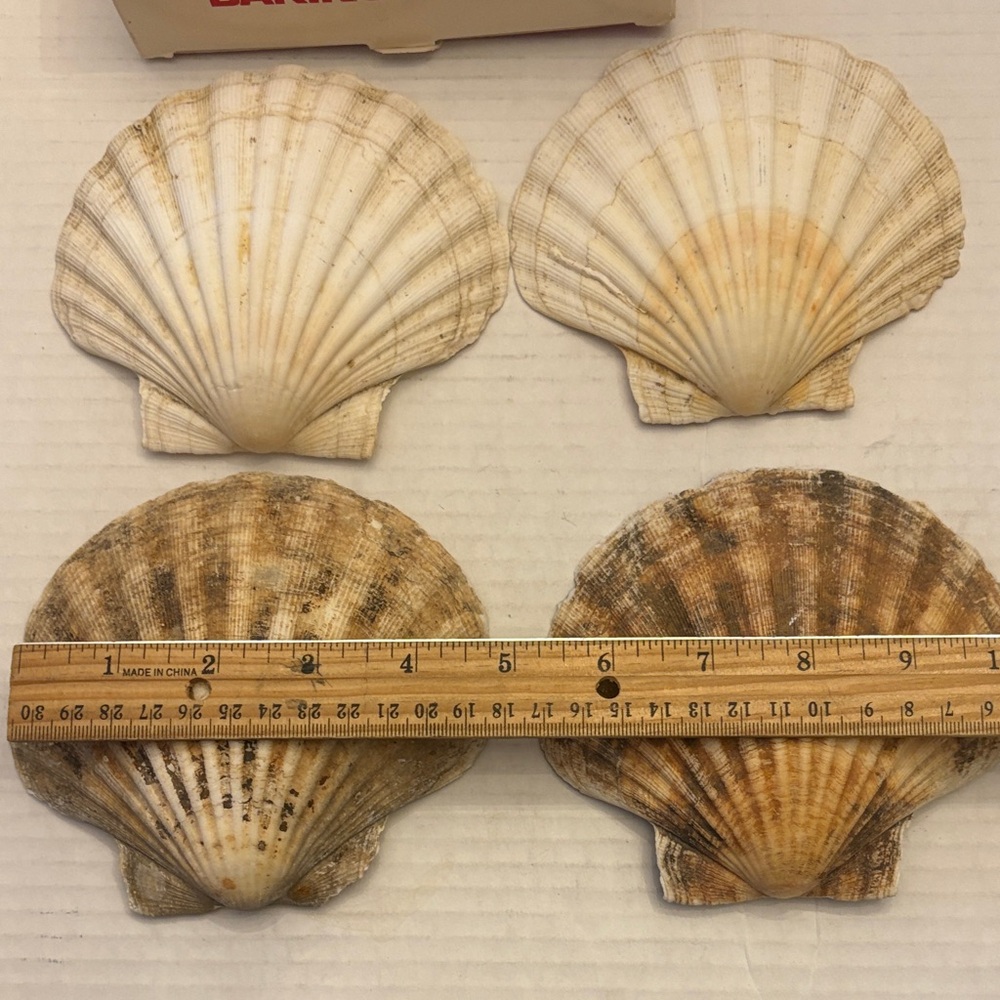 Baking Shells - Silver - Picture 3 of 3
